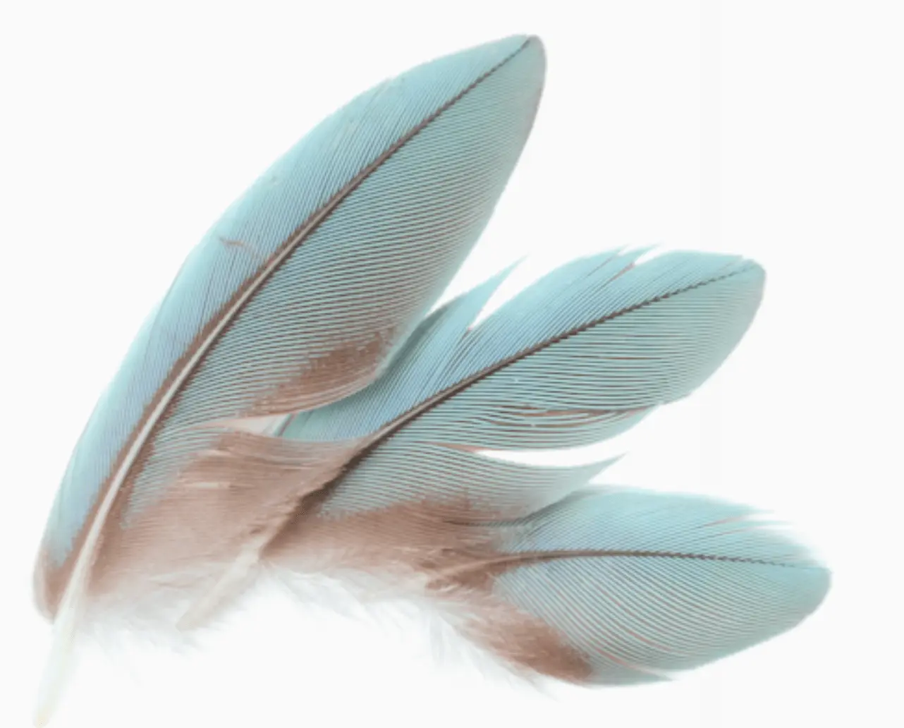 plume et thérapie symbolique