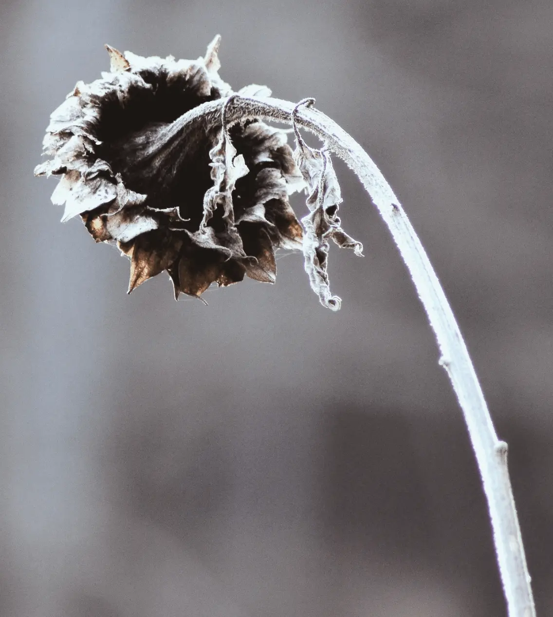 solitude-souffrance fleur séchée symbolisant la douleur de la solitude