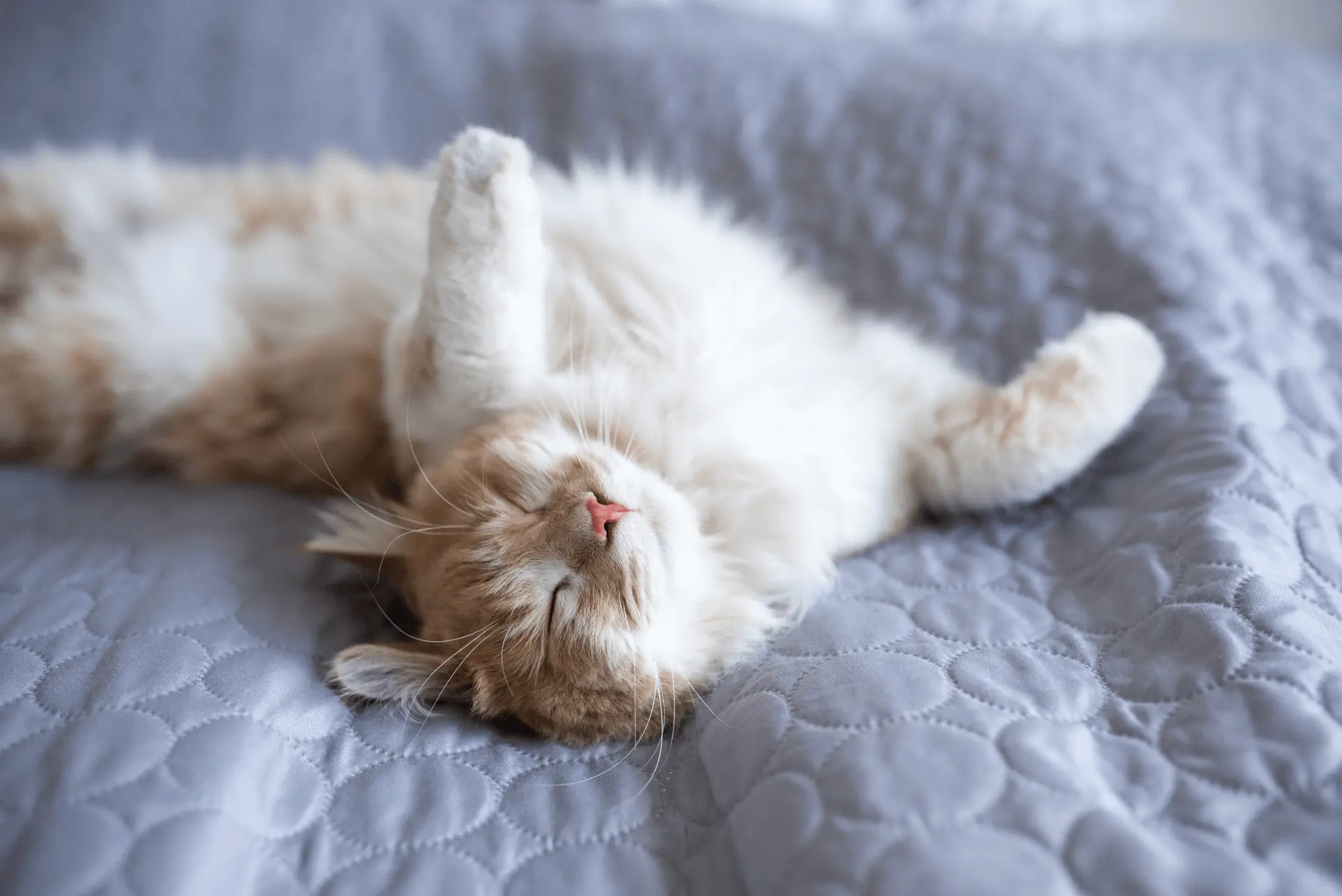 chat-endormi Chat qui symbolise un repos profond et un état d'apaisement total