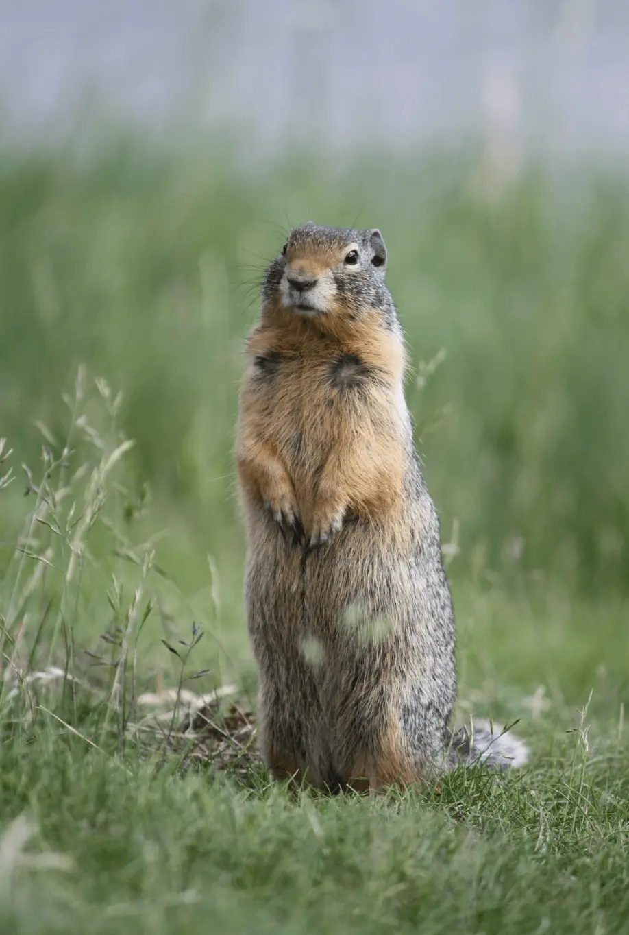 hypervigilance-trauma marmotte en surveillance de son environnement