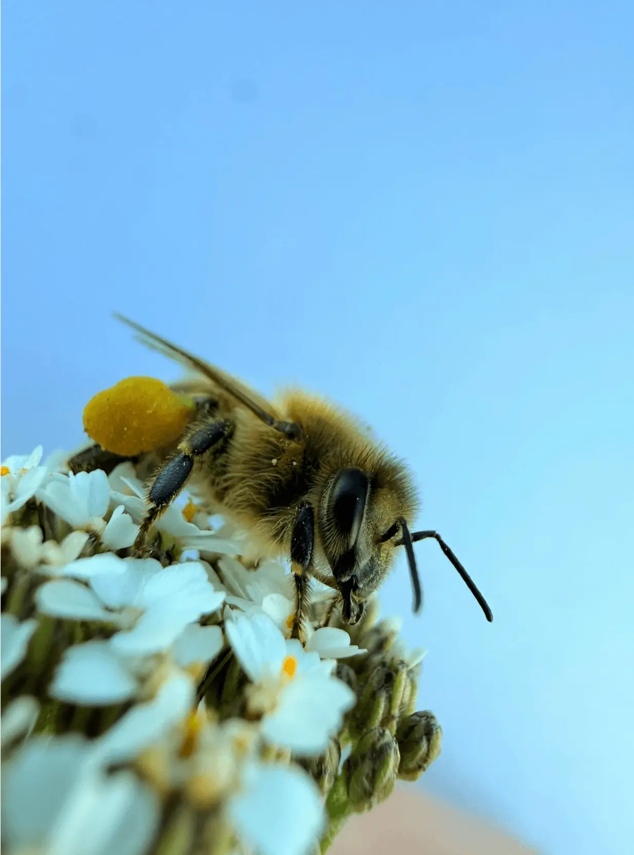 abeille-fleur-printemps auto-hypnose et printemps : retour à la vie et au mouvement